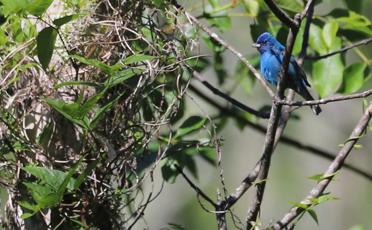 Indigo Bunting - ML637433408