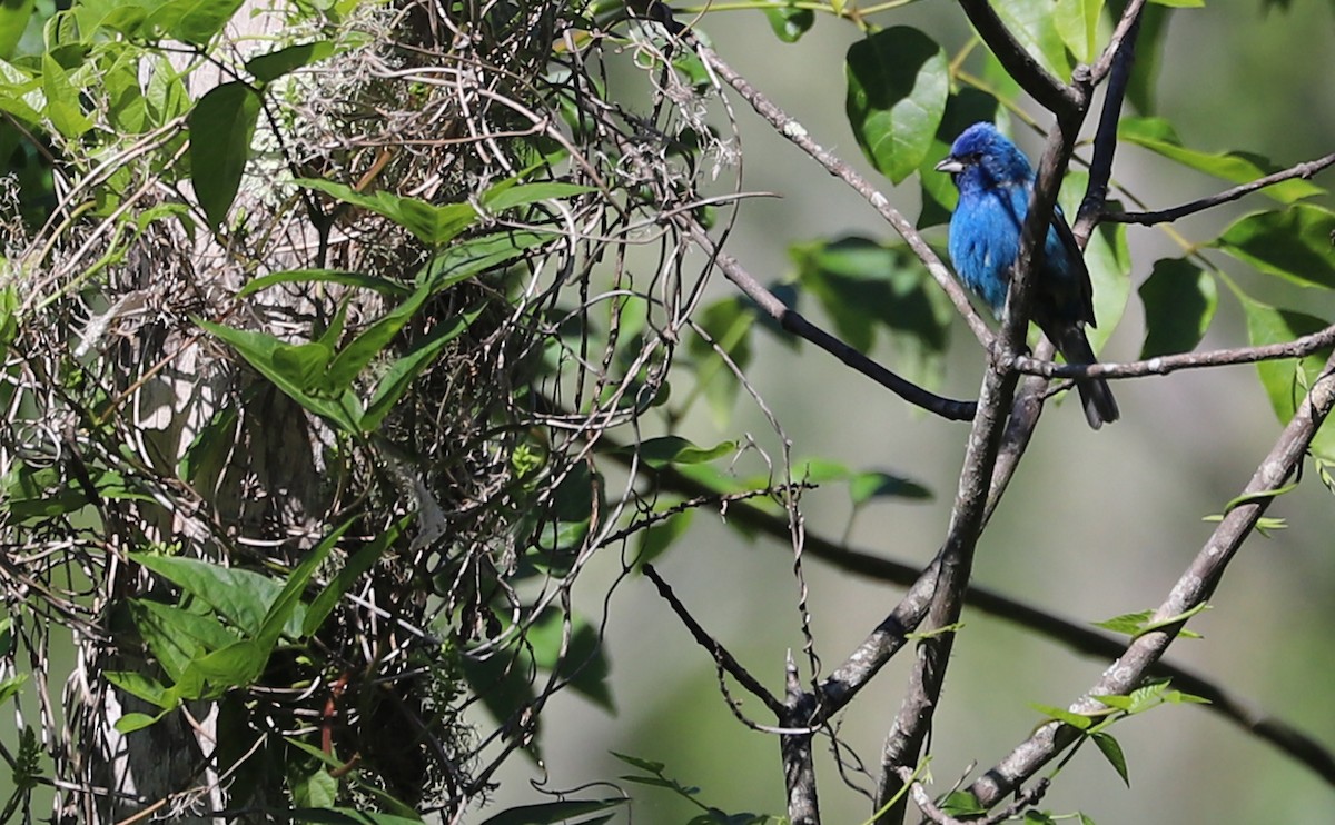 Indigo Bunting - ML637433412