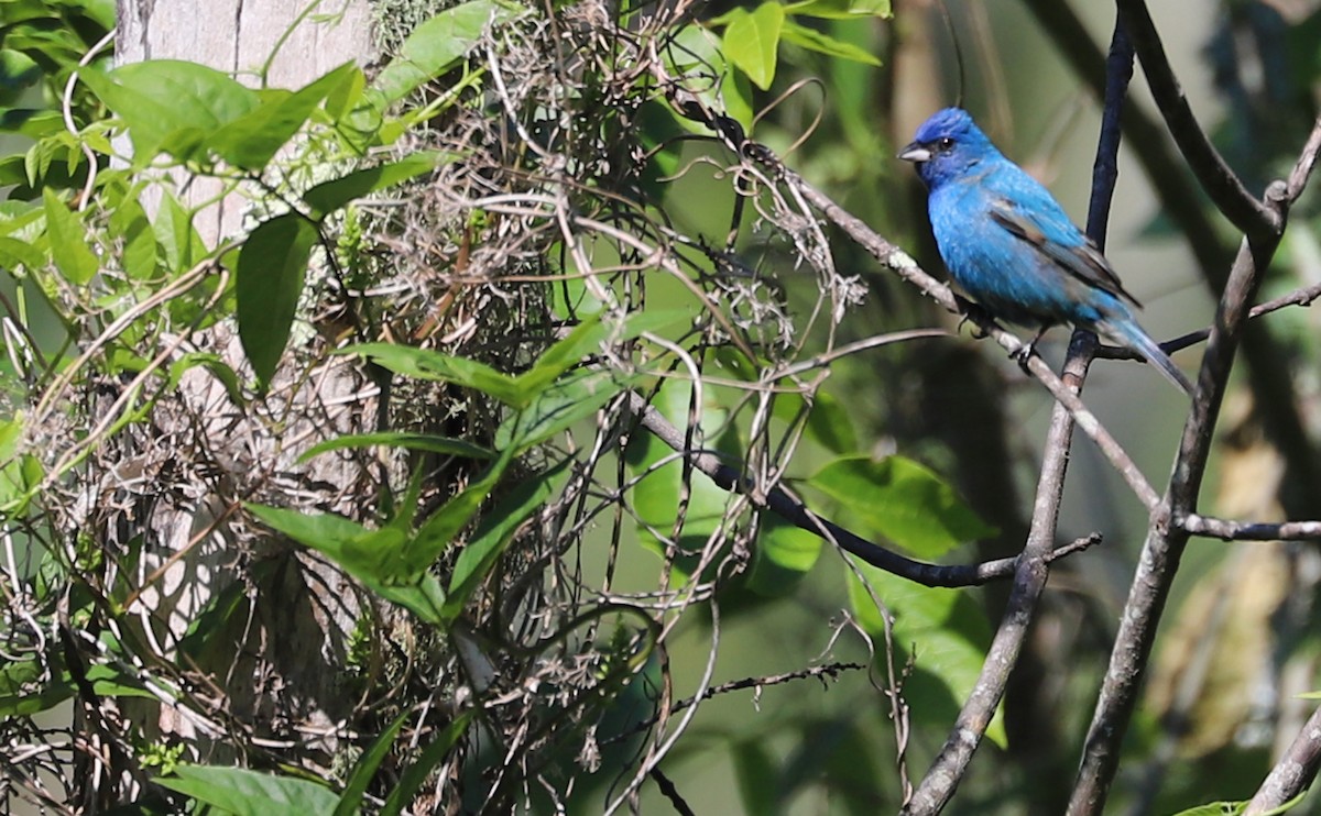 Indigo Bunting - ML637433414