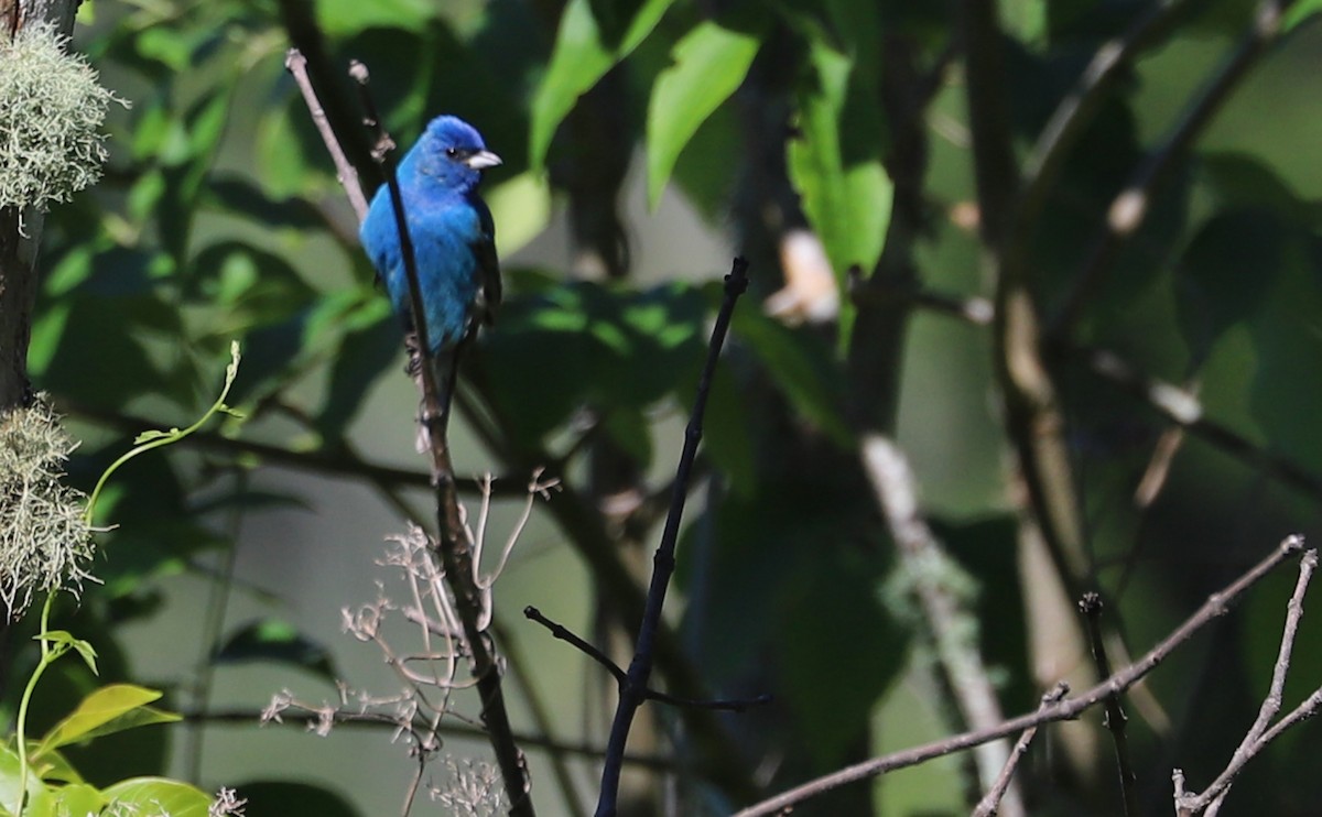 Indigo Bunting - ML637433418