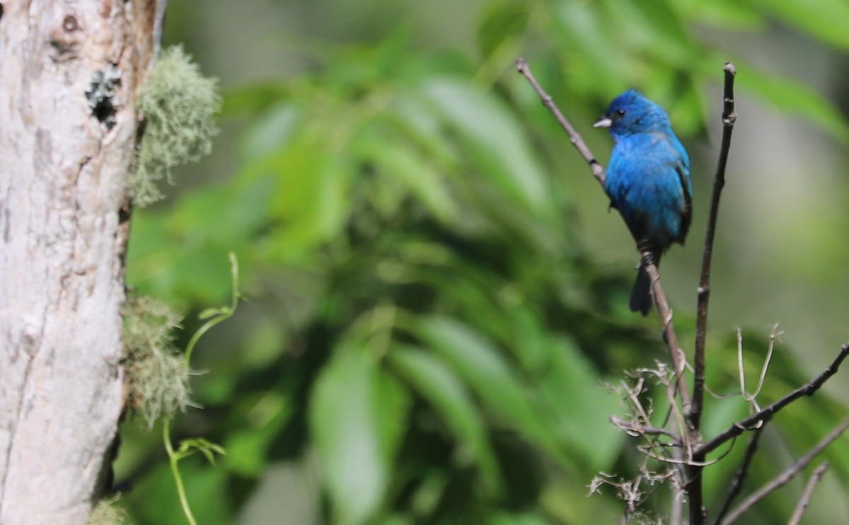 Indigo Bunting - ML637433423