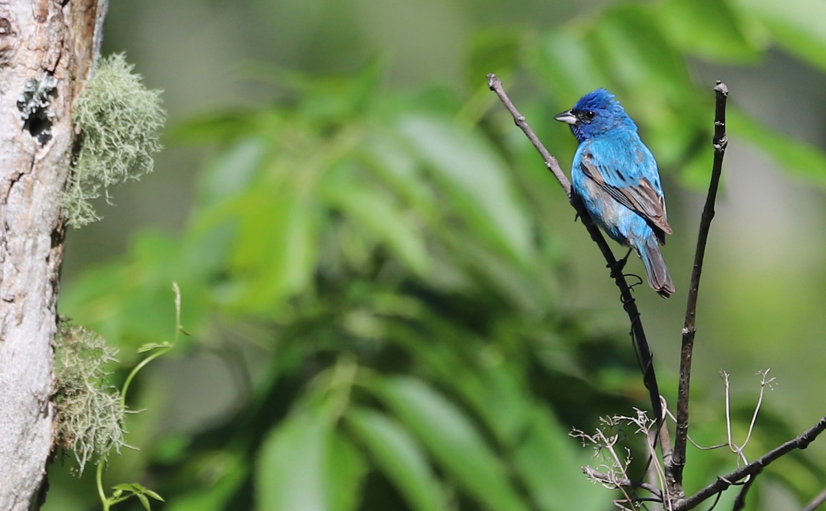 Indigo Bunting - ML637433429