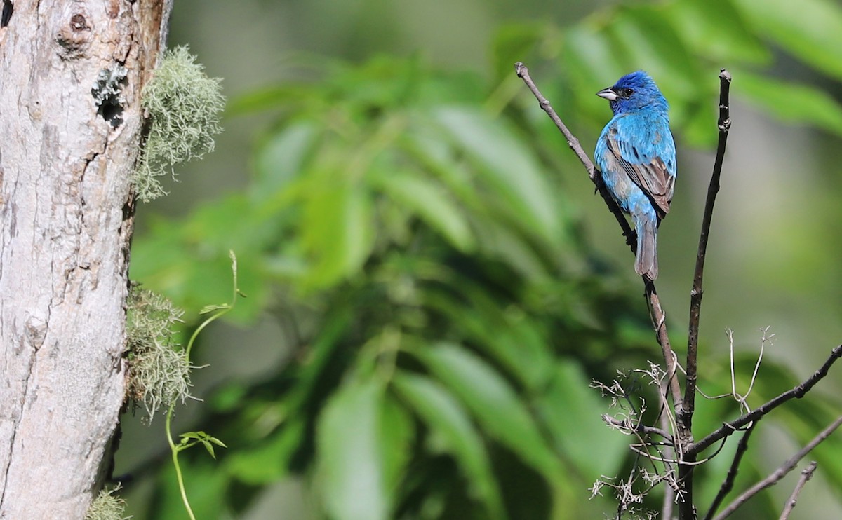 Indigo Bunting - ML637433435