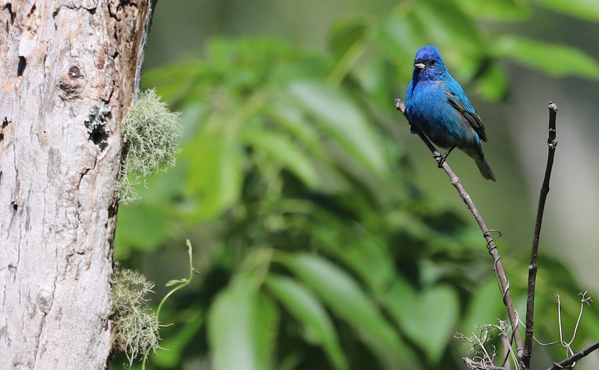 Indigo Bunting - ML637433436
