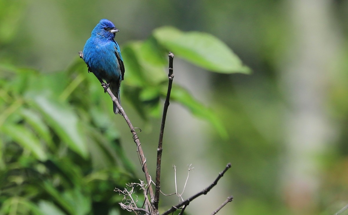 Indigo Bunting - ML637433443