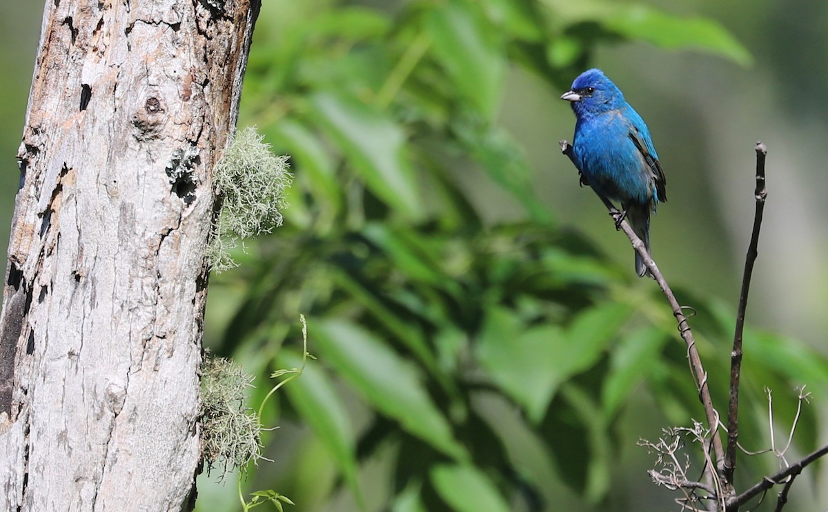 Indigo Bunting - ML637433449