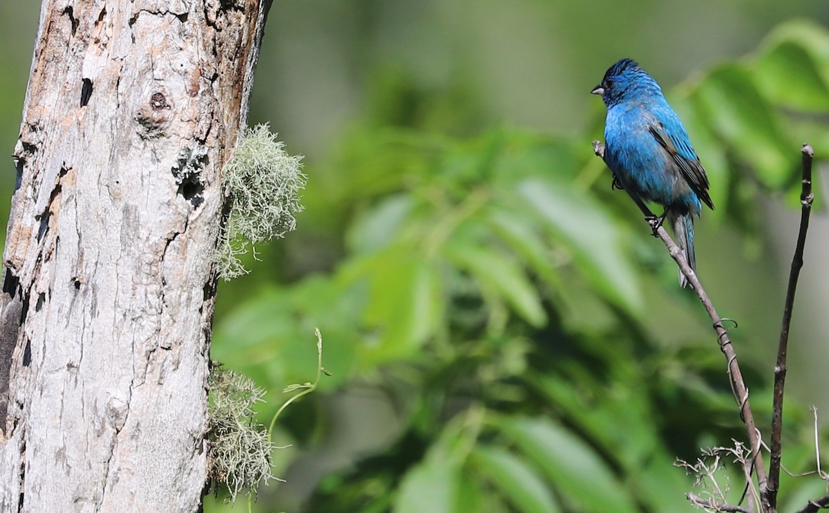 Indigo Bunting - ML637433452