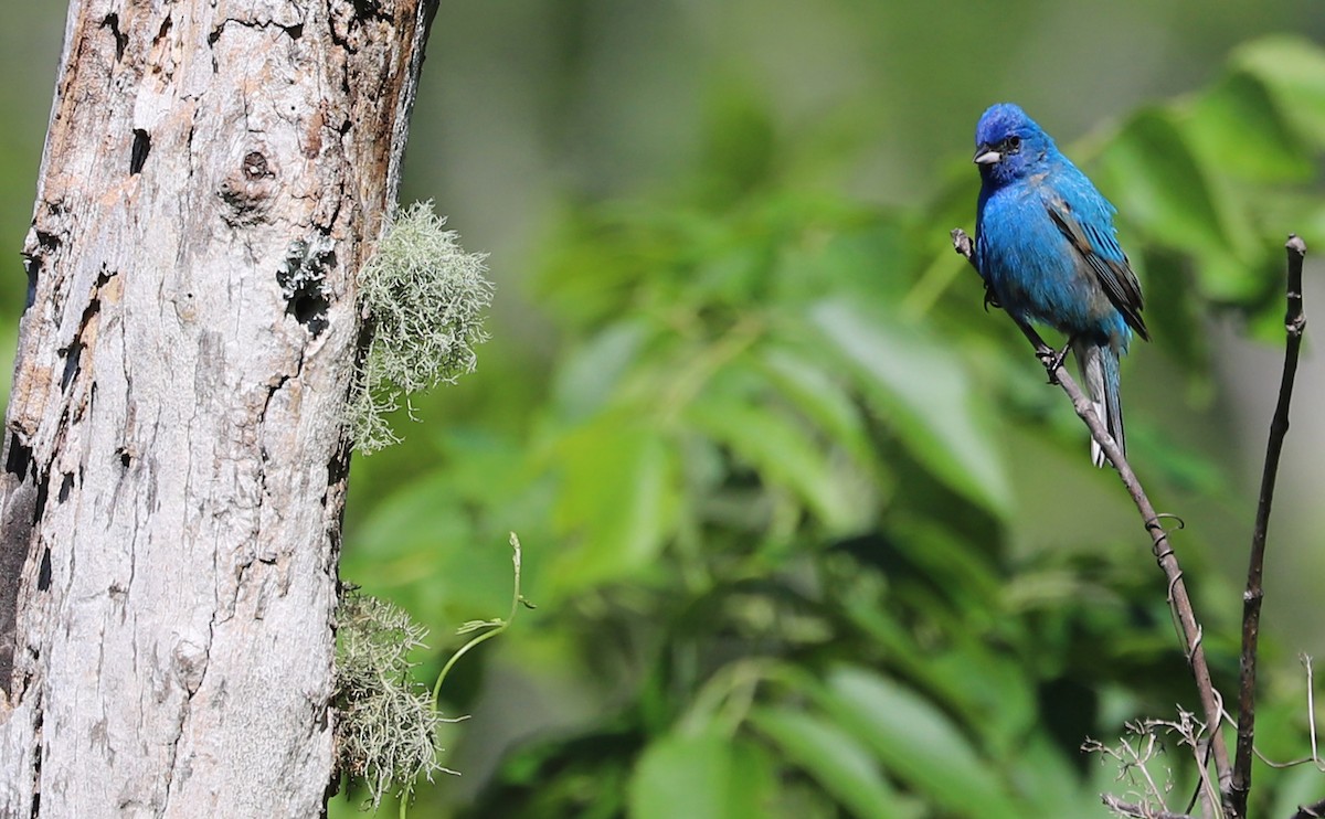 Indigo Bunting - ML637433457