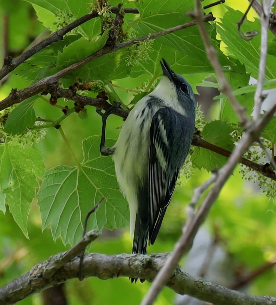 Cerulean Warbler - ML637433477
