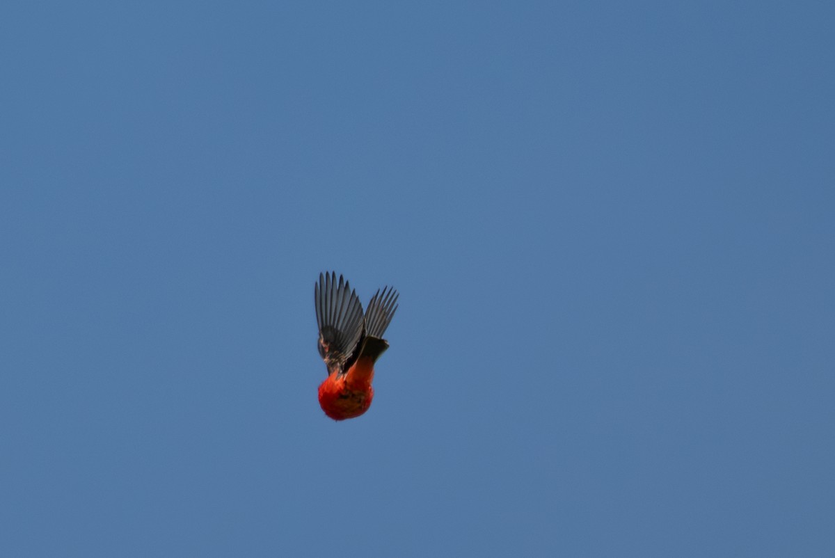 Vermilion Flycatcher (obscurus Group) - ML637433544