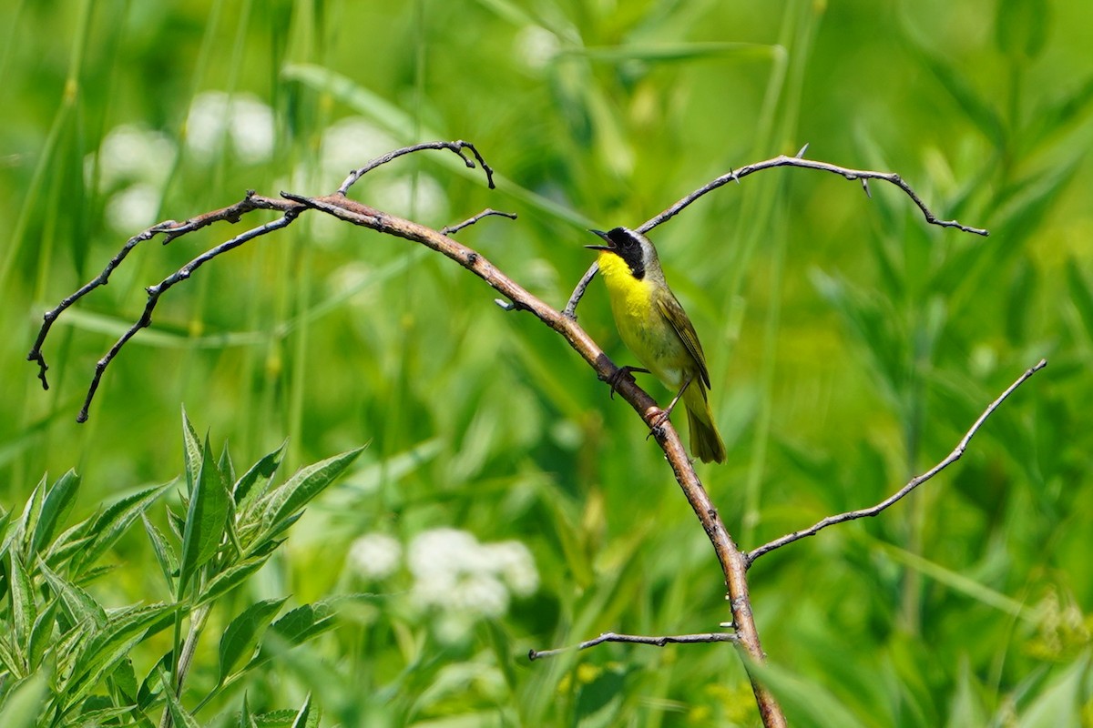 Common Yellowthroat - ML637433594