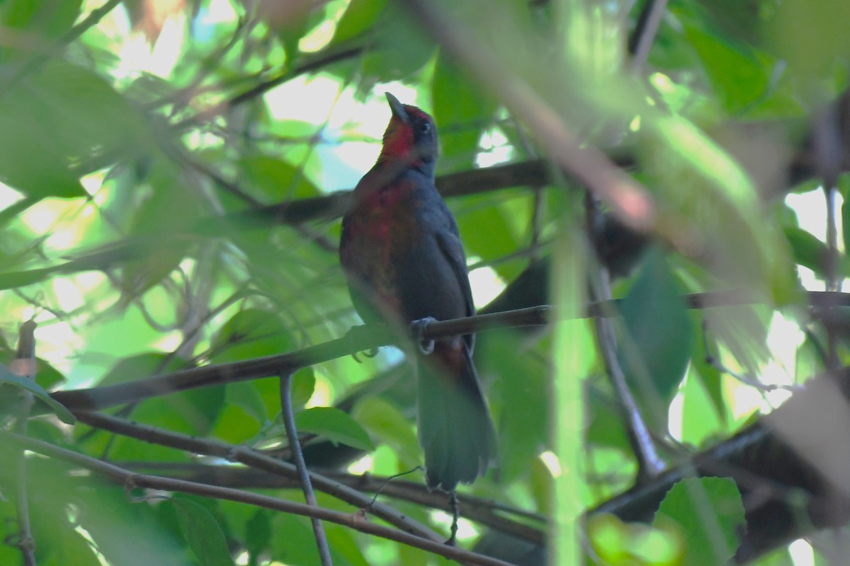 Rosy Thrush-Tanager - ML637433639