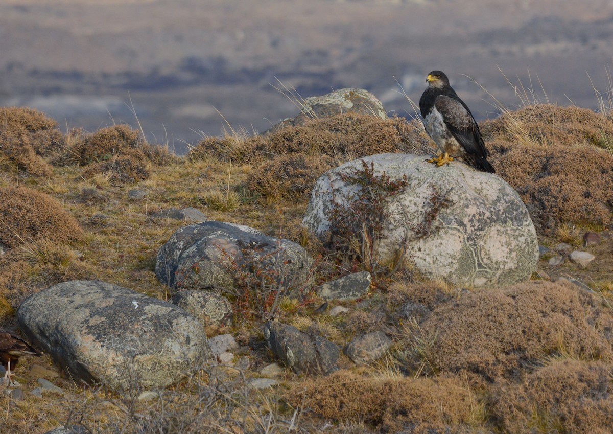 Black-chested Buzzard-Eagle - ML637433642