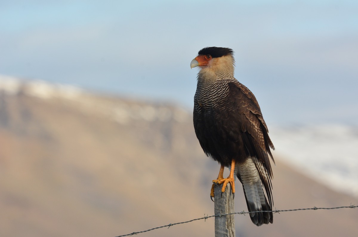 Caracara huppé - ML637433688