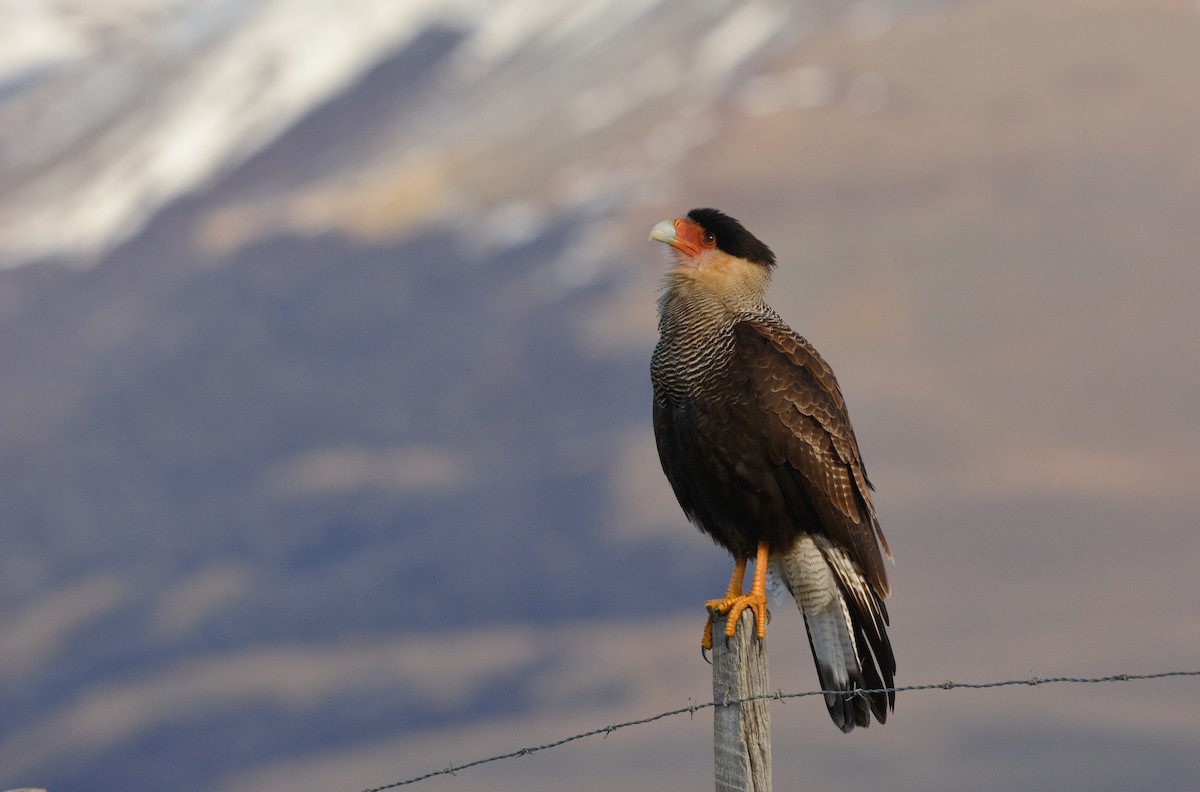 Caracara huppé - ML637433689