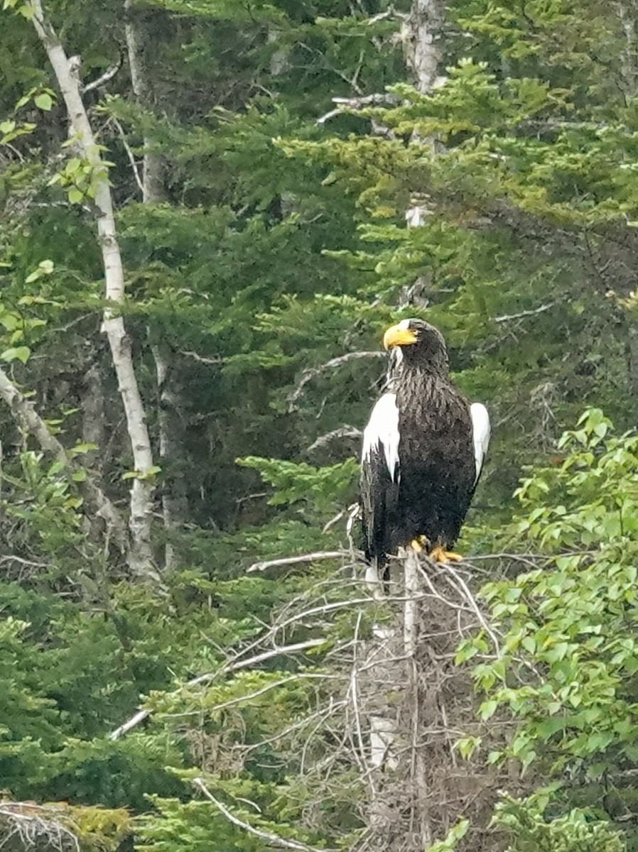 Steller's Sea-Eagle - ML637433751