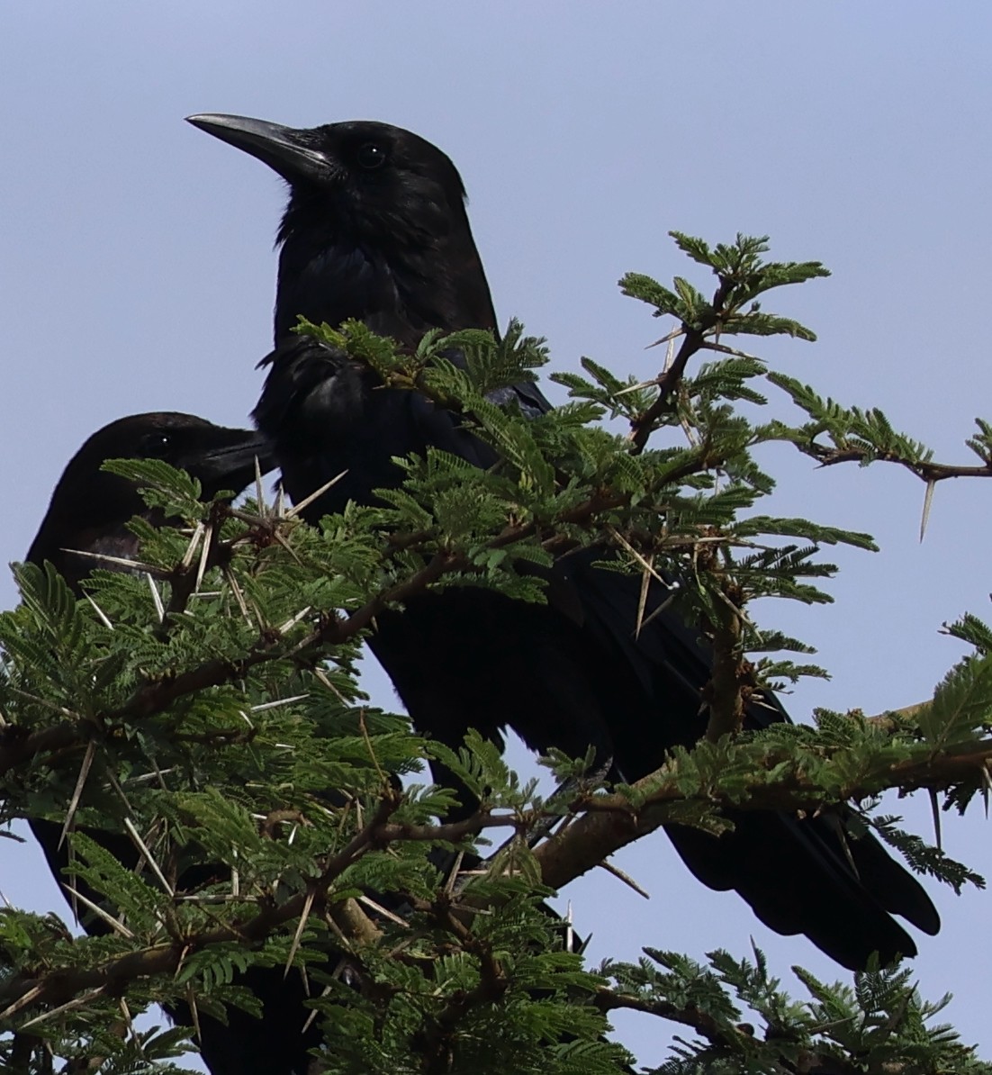 Cape Crow - ML637433780