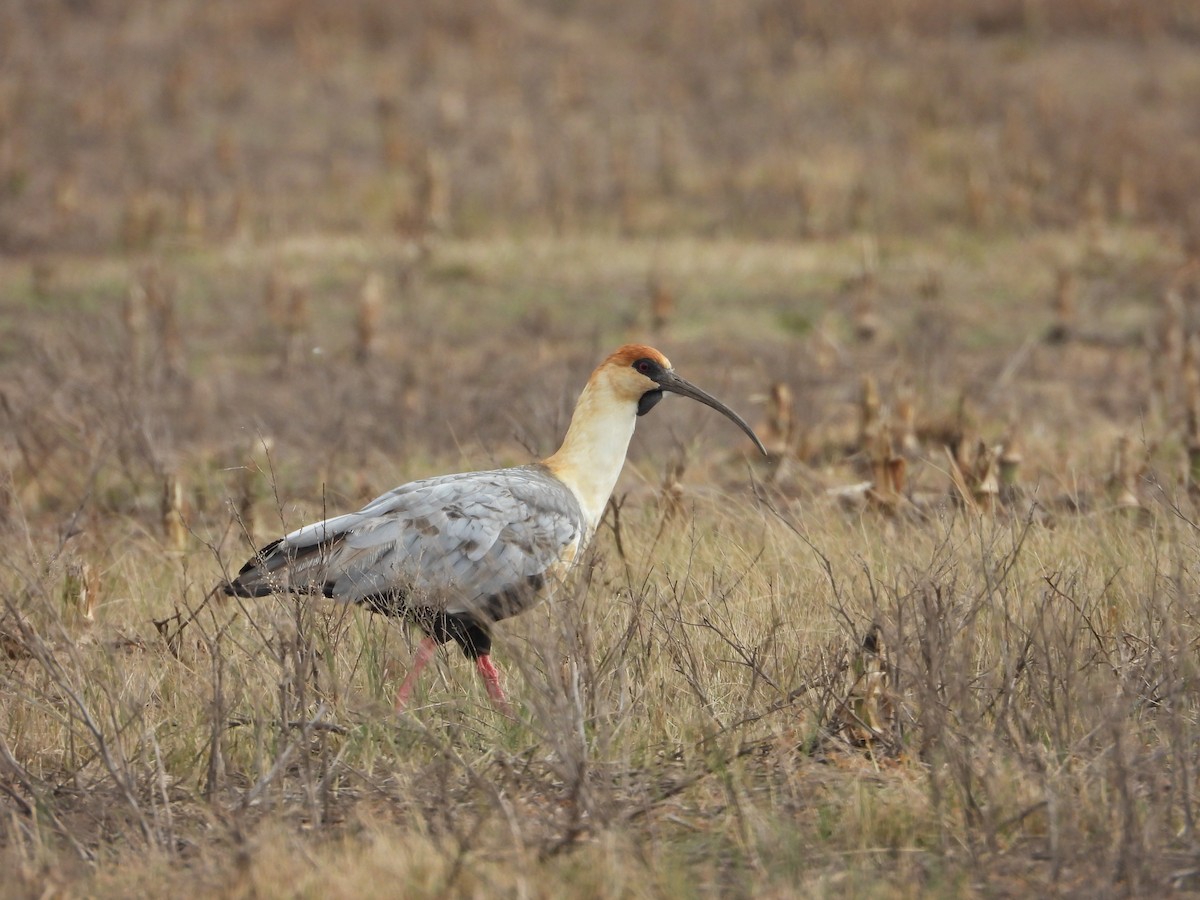 ibis laločnatý - ML637433850