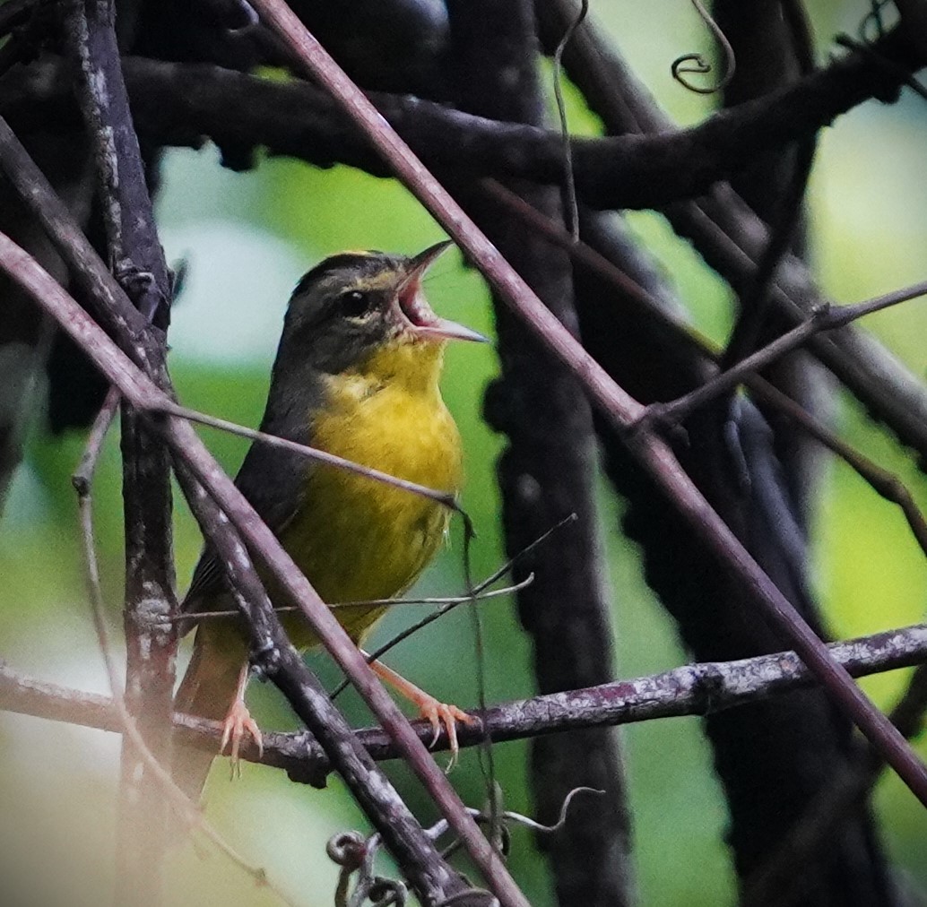 Golden-crowned Warbler - ML637433856