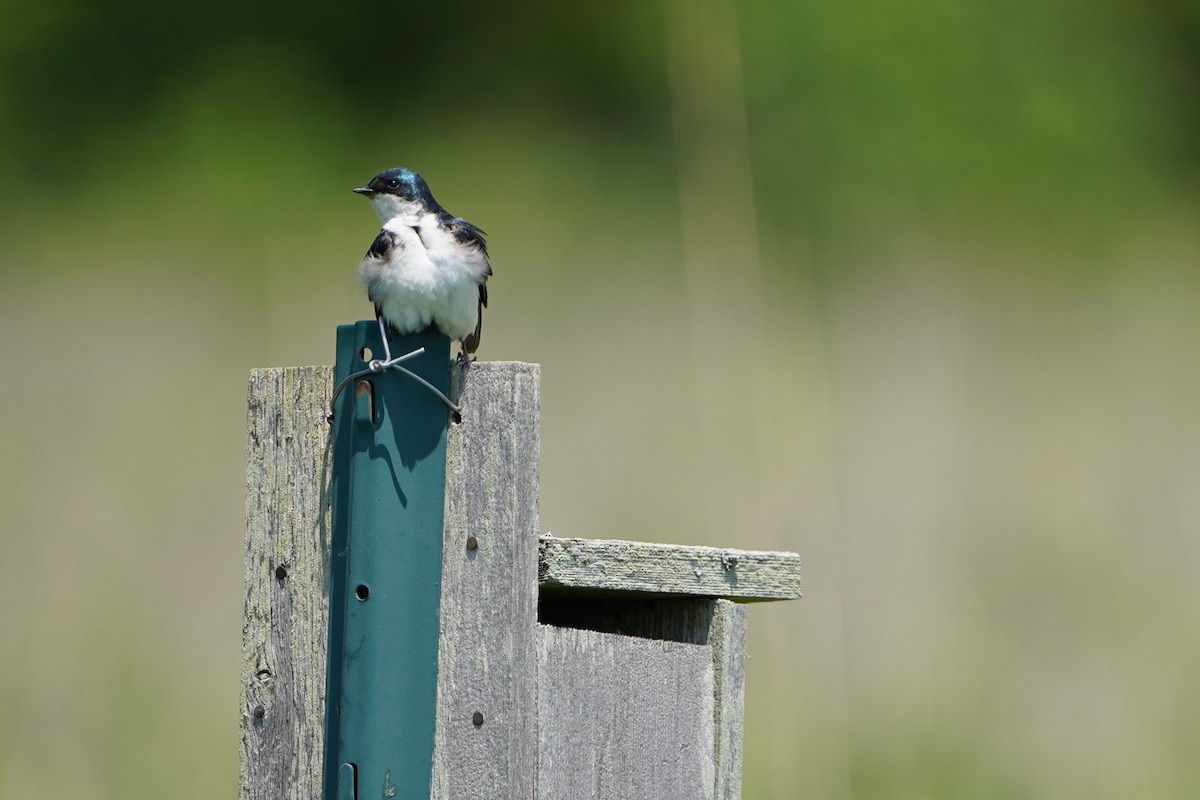 Tree Swallow - ML637433879