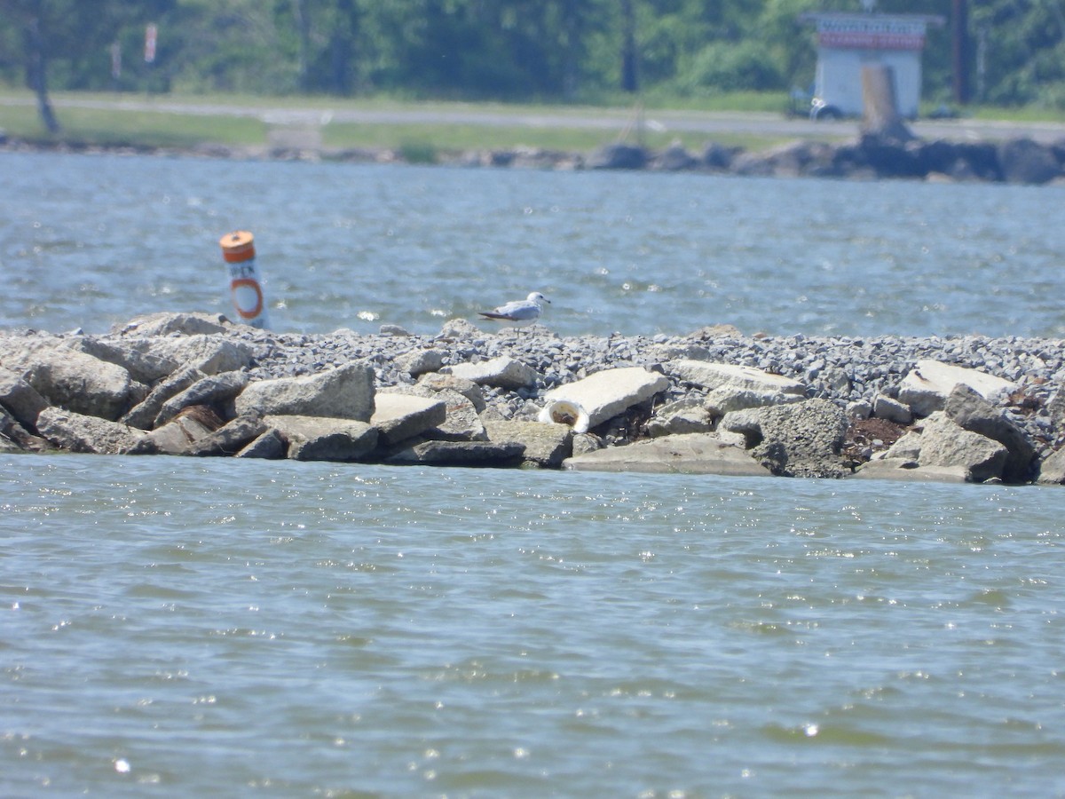 Ring-billed Gull - ML637433989
