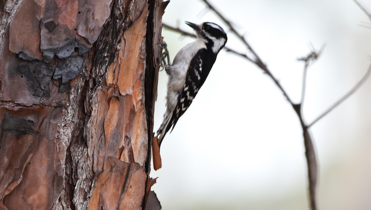 Downy Woodpecker - ML637434004