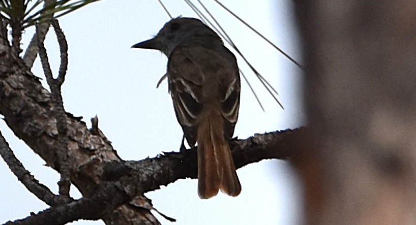 Great Crested Flycatcher - ML637434065