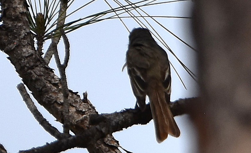 Great Crested Flycatcher - ML637434066
