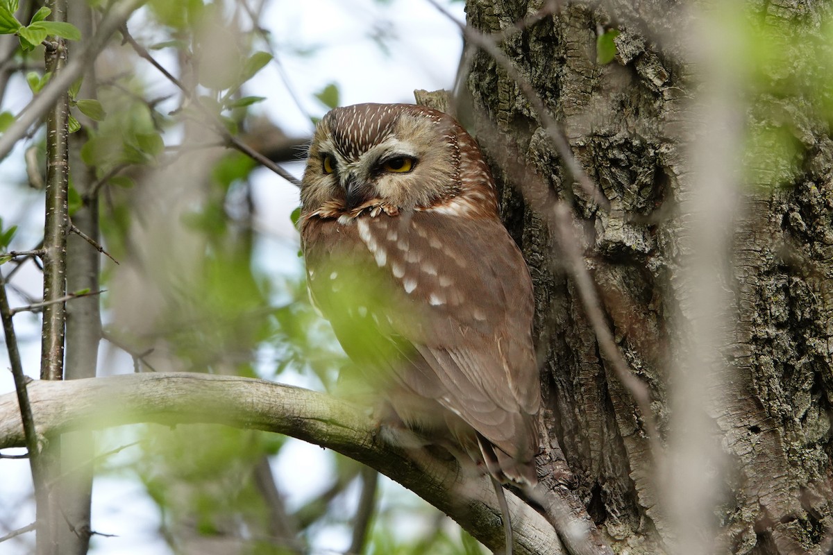 Northern Saw-whet Owl - ML637434086