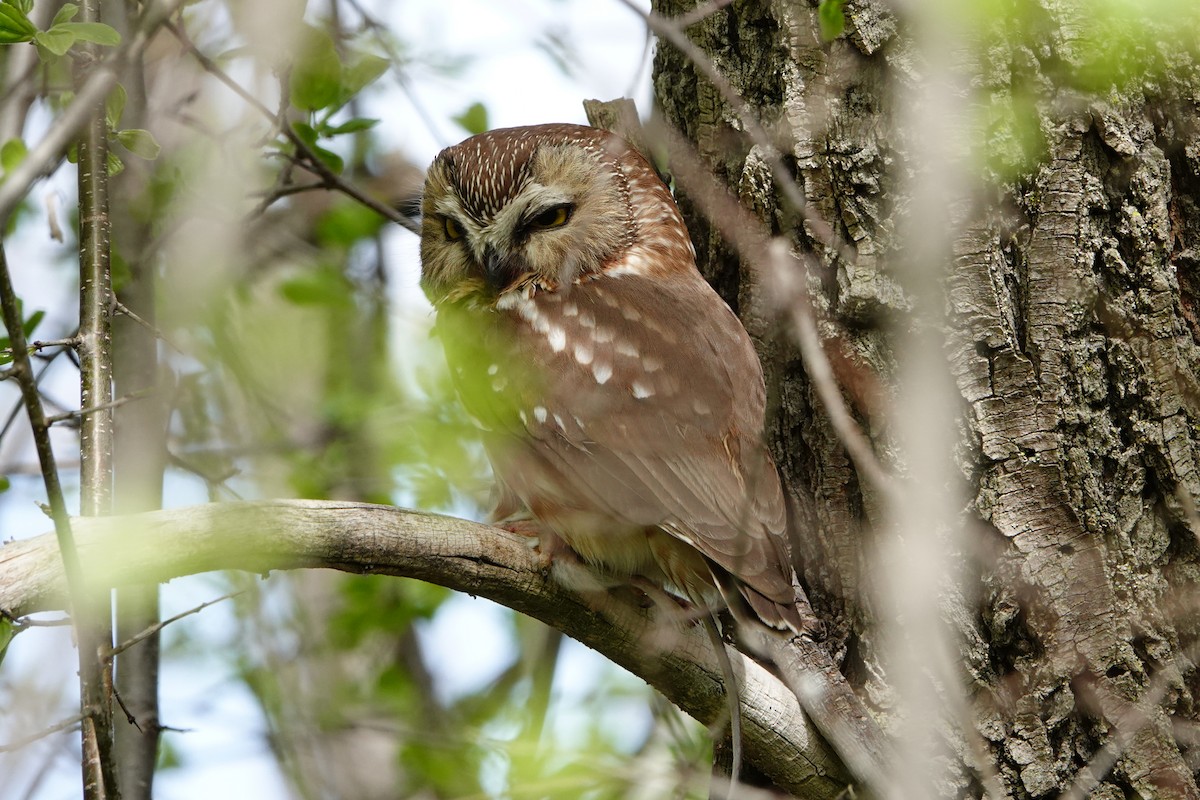 Northern Saw-whet Owl - ML637434087