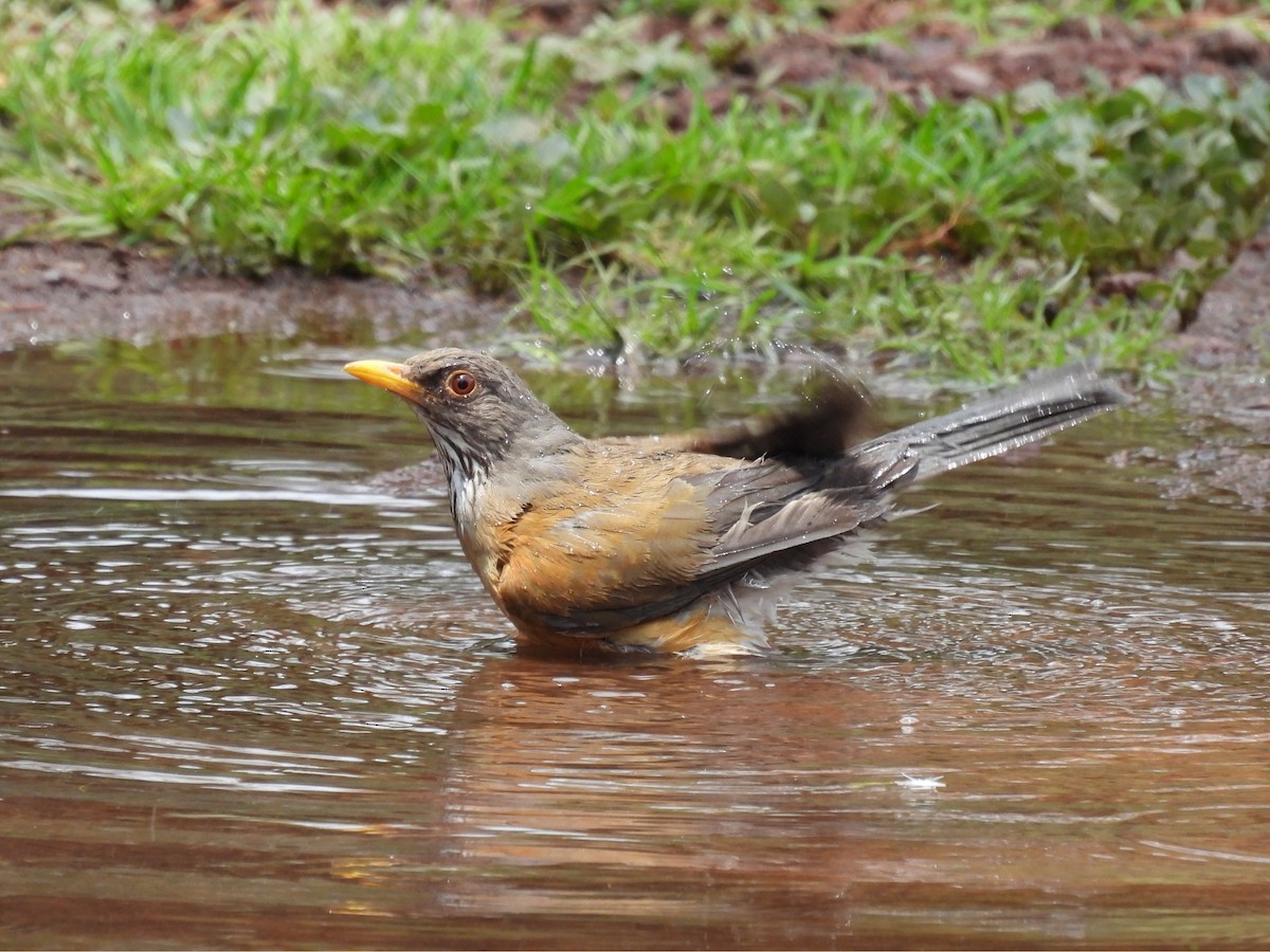 Rufous-backed Robin - ML637434095
