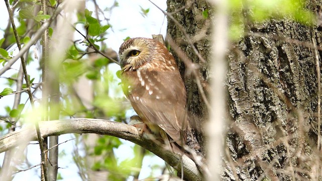 Northern Saw-whet Owl - ML637434099