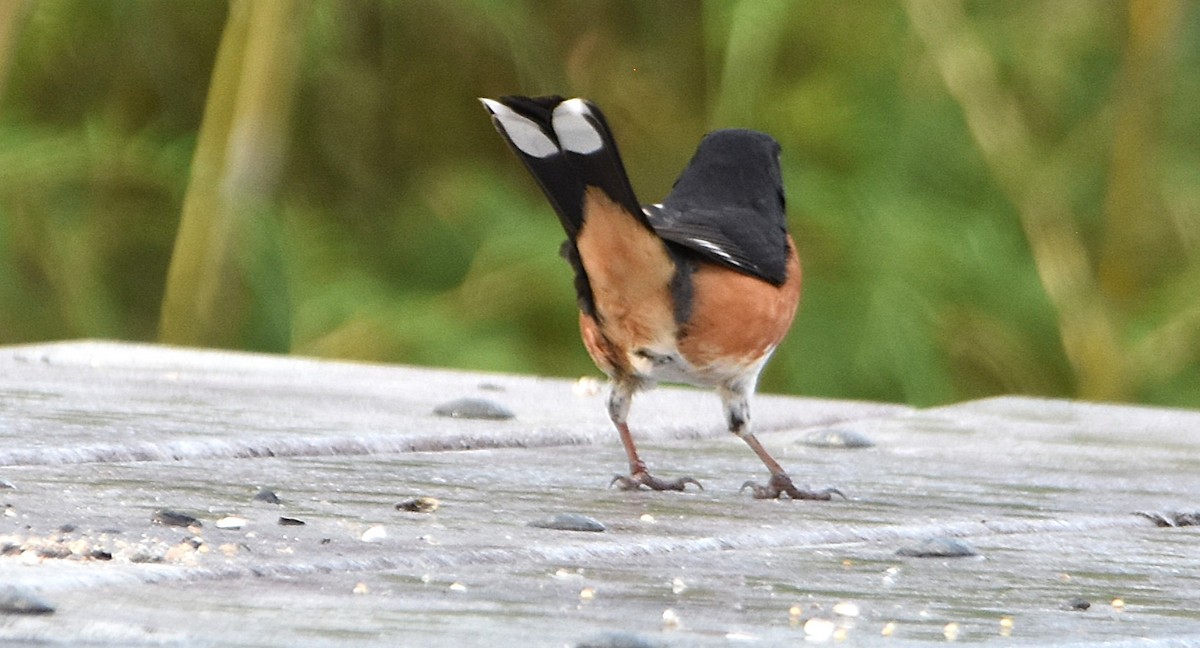 Eastern Towhee - ML637434101