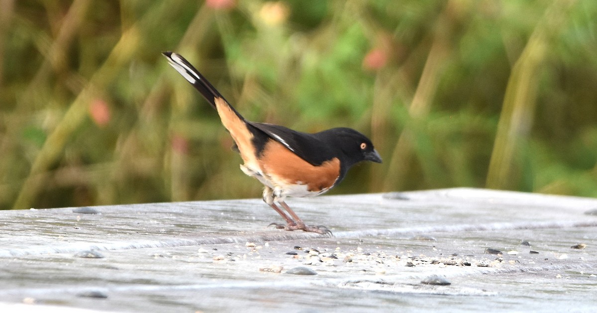 Eastern Towhee - ML637434102