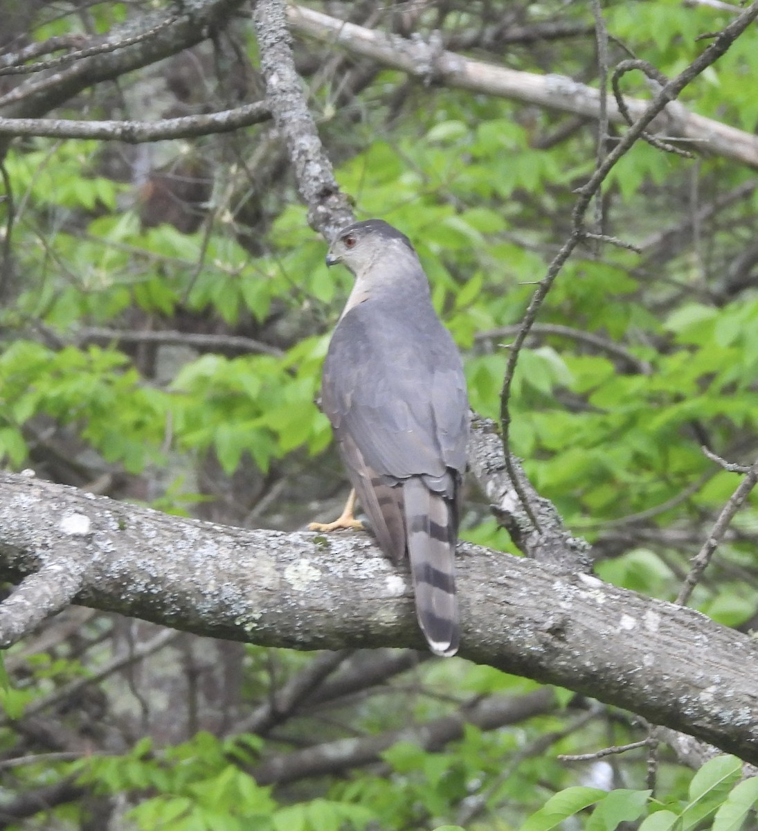 Cooper's Hawk - ML637434110