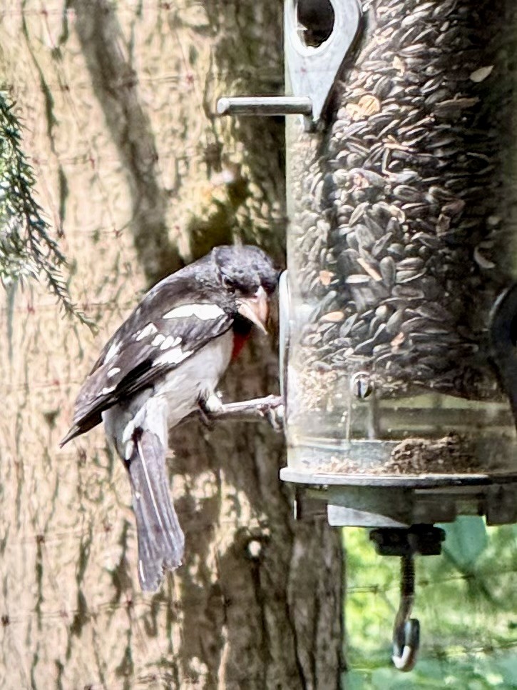 Rose-breasted Grosbeak - ML637434112