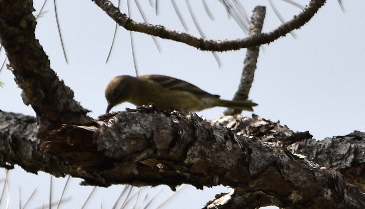 Pine Warbler - ML637434118