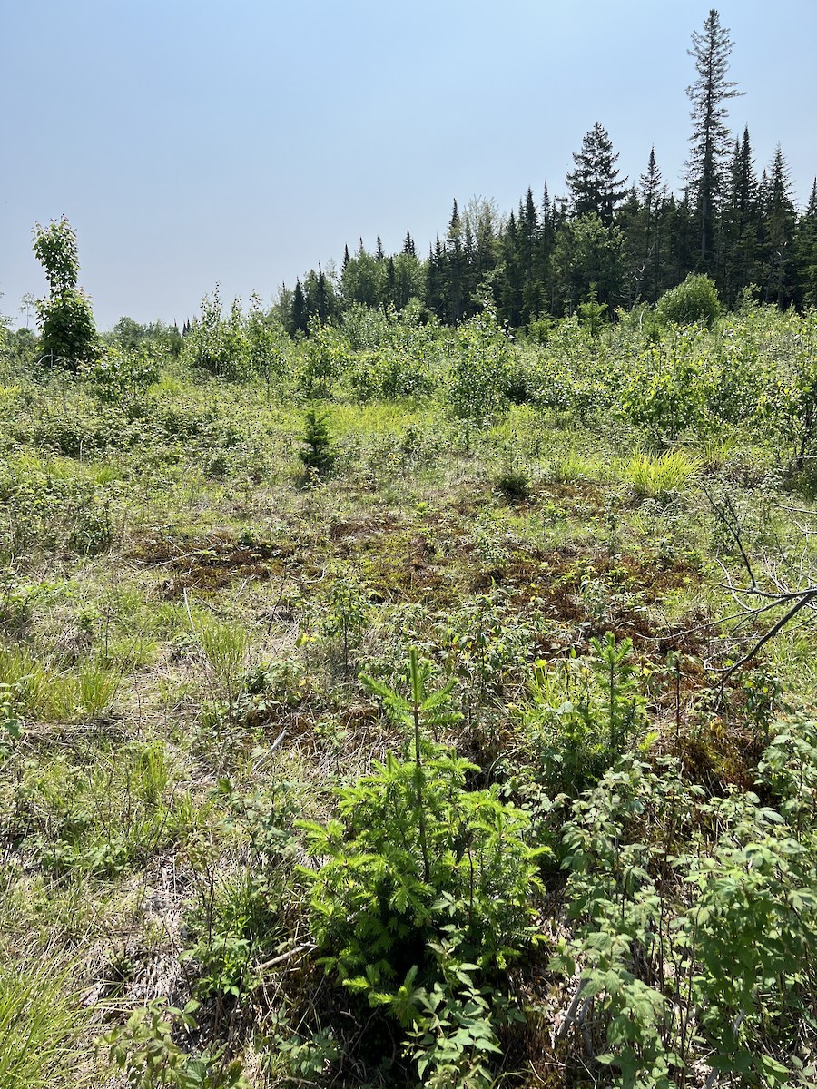 null - ML637434158