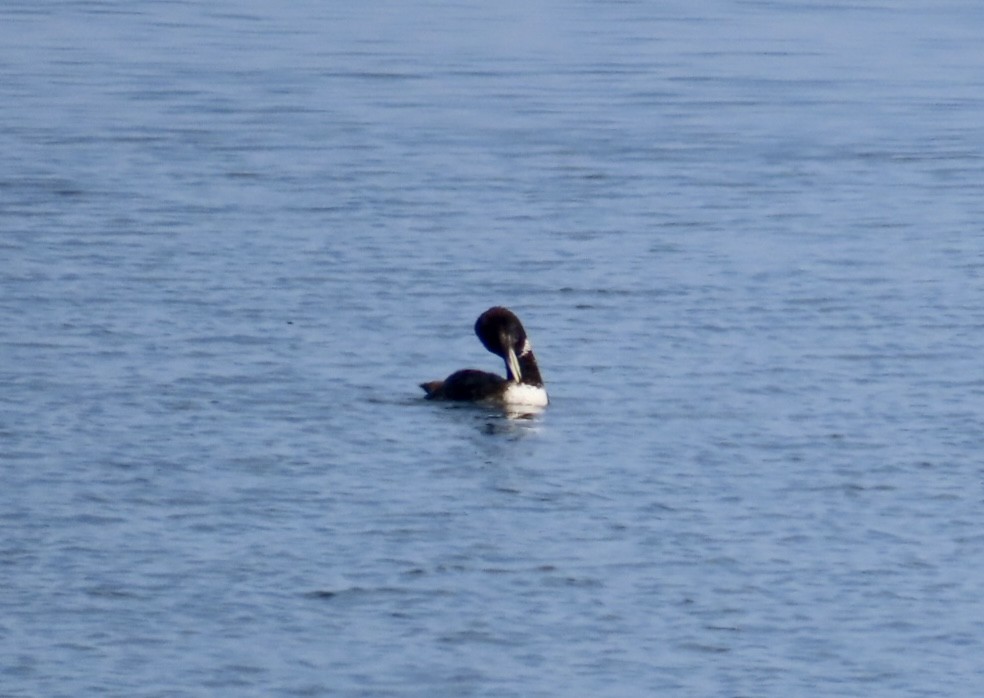 Yellow-billed Loon - ML637434204