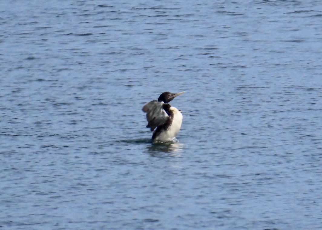 Yellow-billed Loon - ML637434205