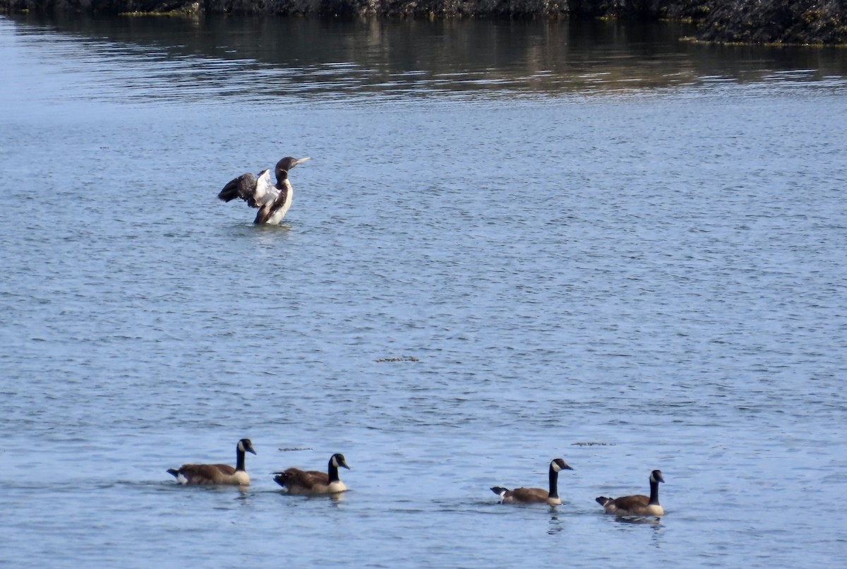 Yellow-billed Loon - ML637434207