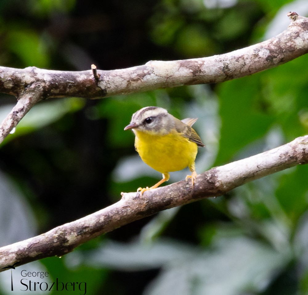 Golden-crowned Warbler - ML637434256