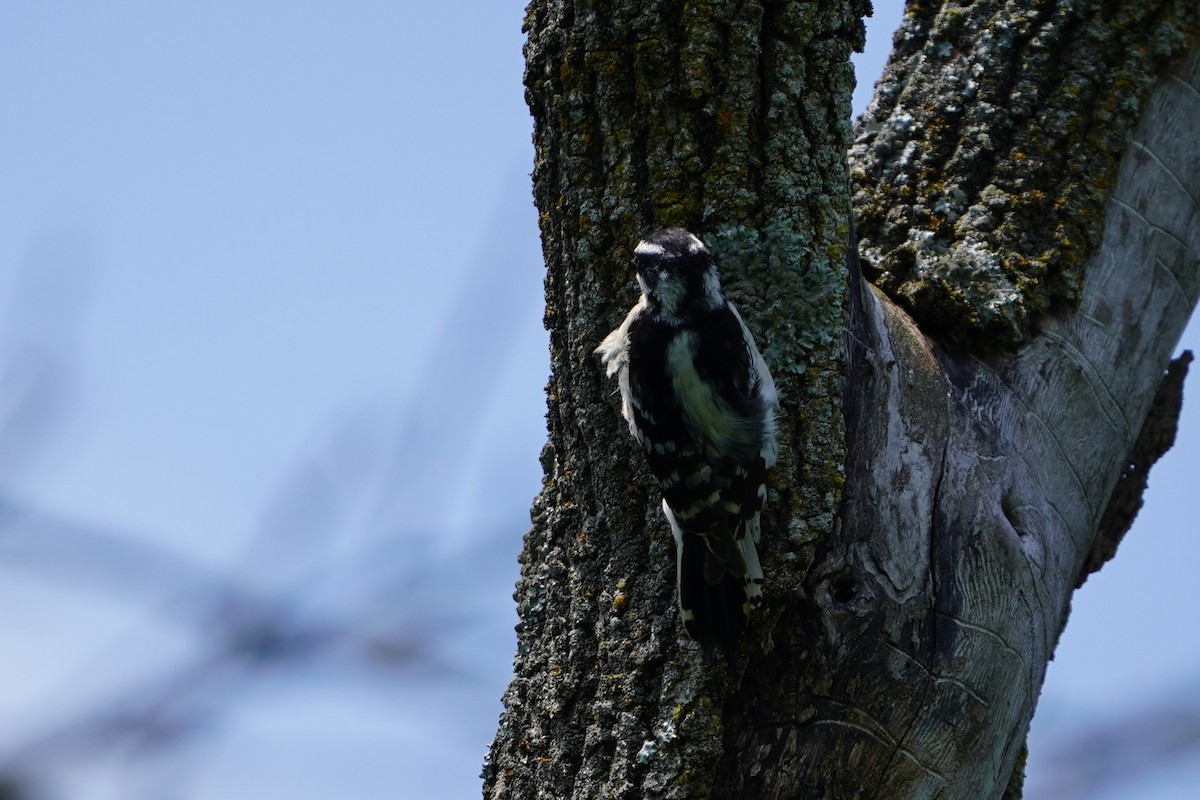 Downy Woodpecker - ML637434300
