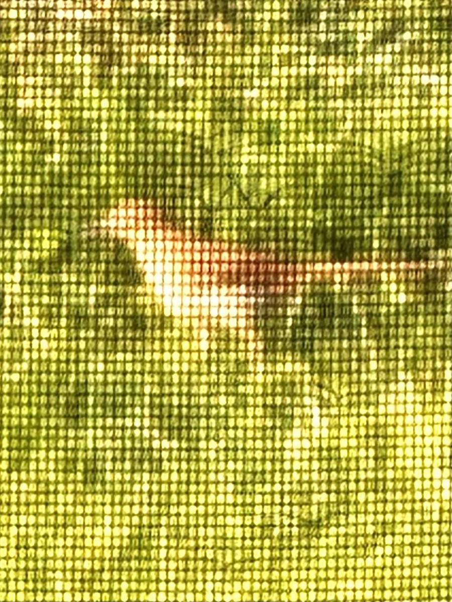 Brown Thrasher - ML637434353
