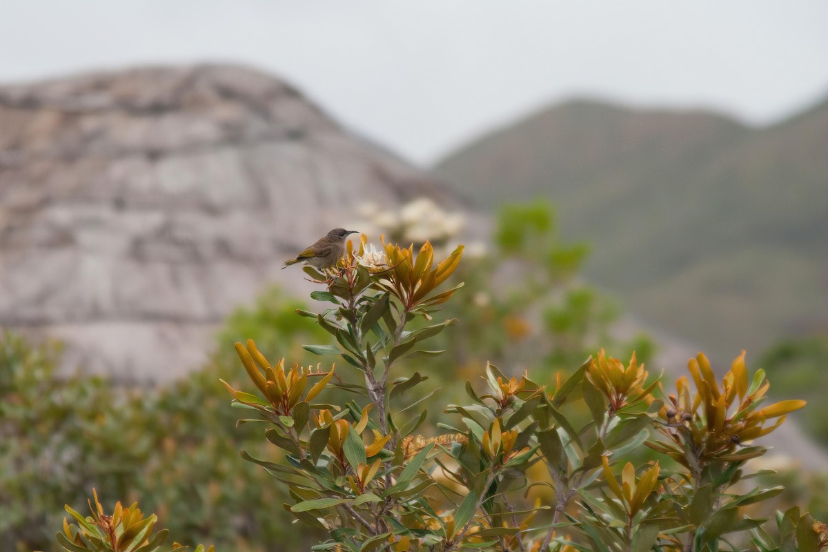Dark-brown Honeyeater - ML637434562