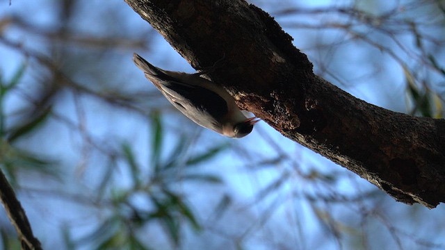 Velvet-fronted Nuthatch - ML637434581