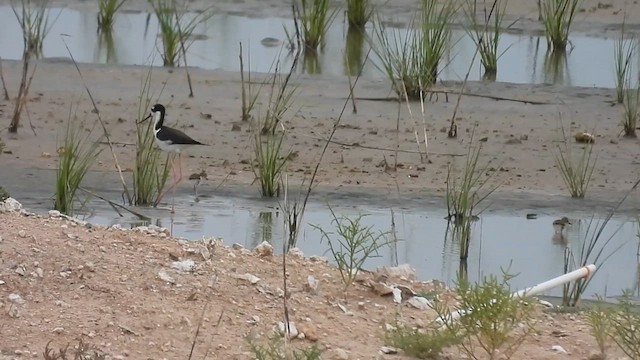 Black-necked Stilt - ML637434638