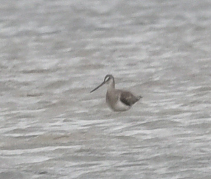 Hudsonian Godwit - ML637434674