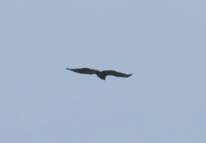Short-tailed Hawk - ML637434736