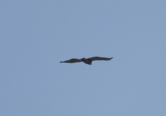 Short-tailed Hawk - ML637434739